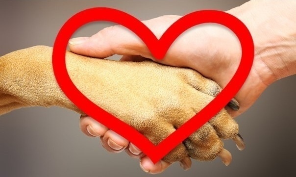 Помощь приюту